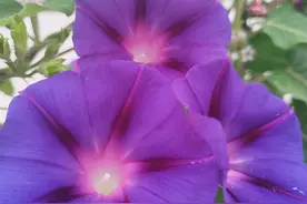 夏日生活打卡季# 早读听书《道德经说什么》（二图片