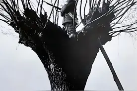 16岁小战士送情报，被两只狼追赶，急忙爬上树躲避，闭上了眼睛图片