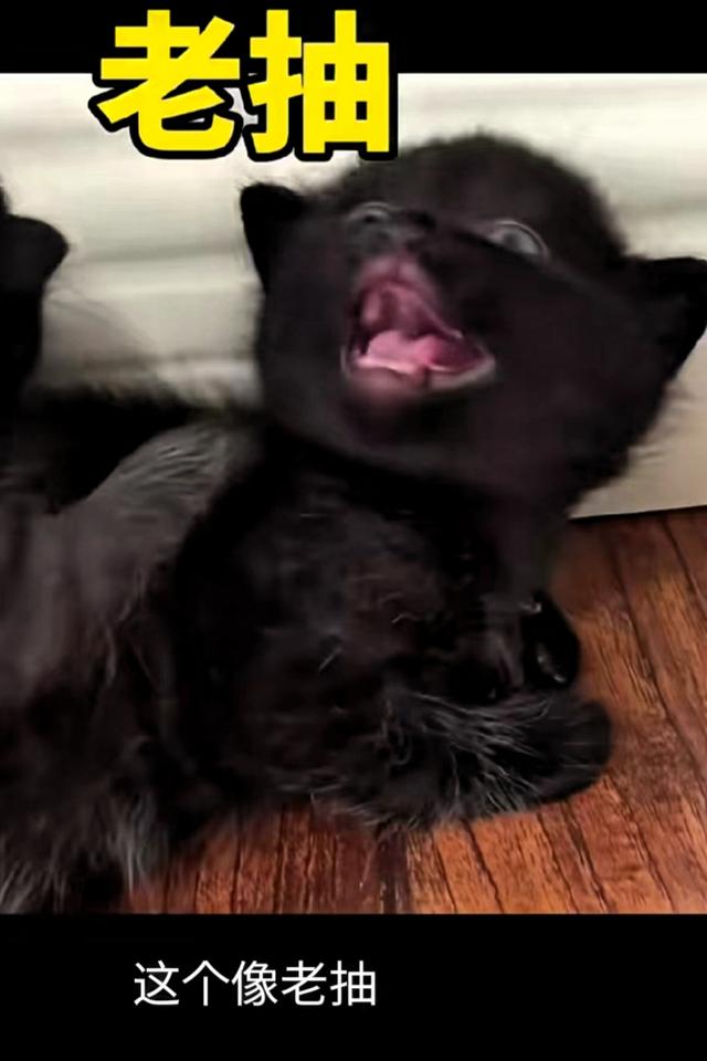 网友给猫起名能有多离谱