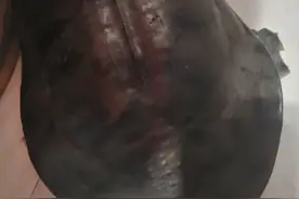 甲鱼对男人的营养价值是多少图片