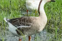 康宁终身保险二十年回顾：深度解析与反思图片