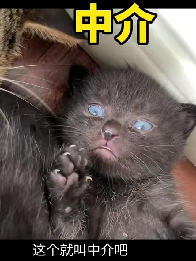 网友给猫起名能有多离谱