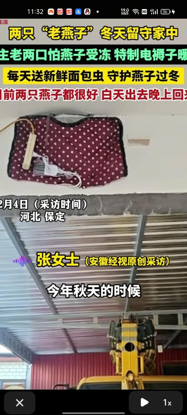 你有过守护小动物的经历吗