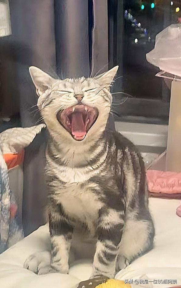 你家猫咪不高兴时有啥表现
