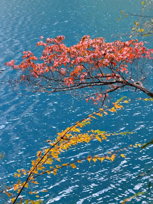 九寨沟的颜值巅峰：层林尽染、海子映彩