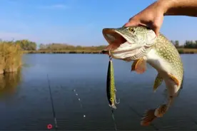 "钓鱼小白秒变大师？揭秘那些不为人知的钓鱼秘籍！"图片