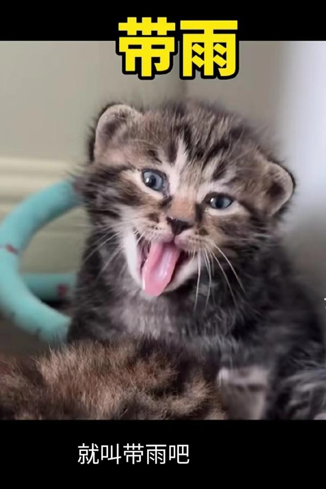 网友给猫起名能有多离谱