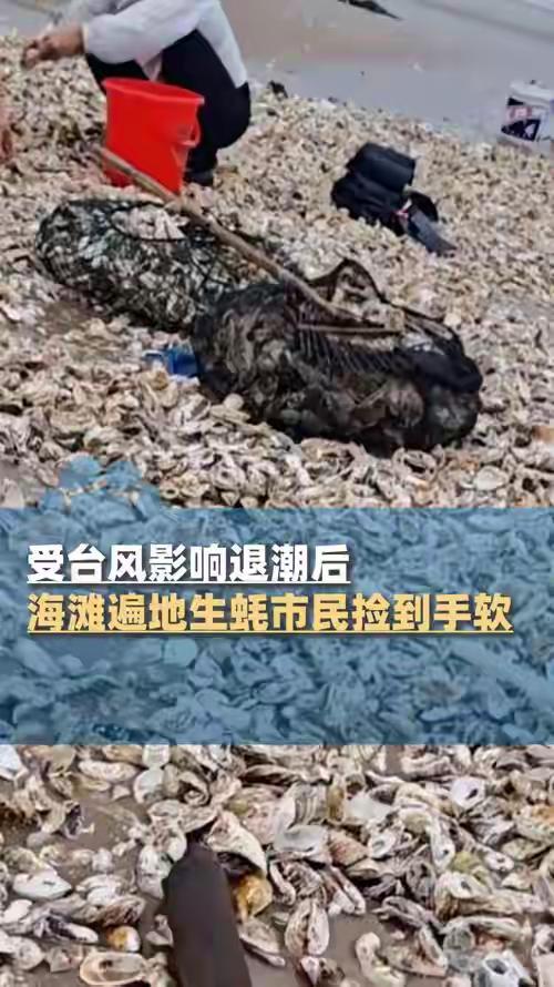 台风后捡的海鲜能吃吗