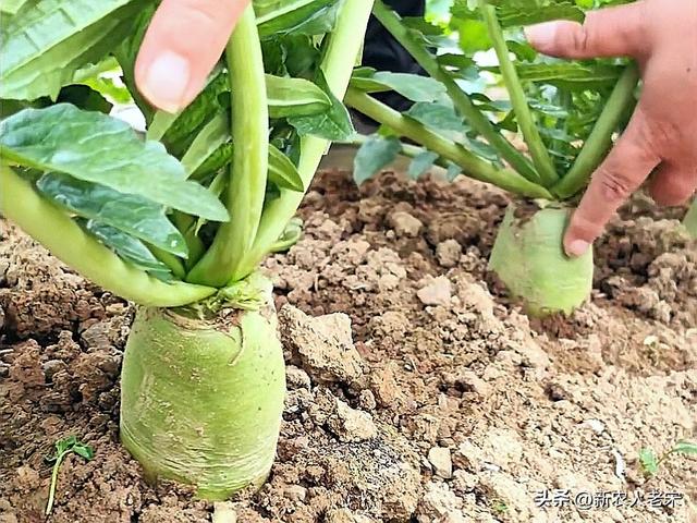 你种萝卜有什么高产技巧吗