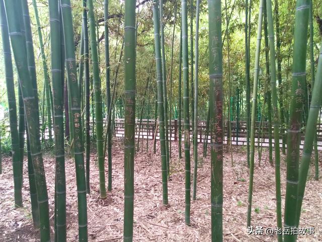 公园竹林里展现的是一些人的低素质，其行为与秀竹相比格格不入！