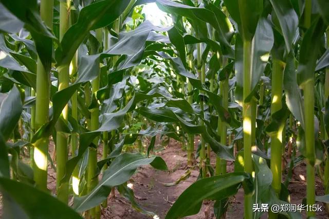 雨水天气玉米收获晾晒难咋办