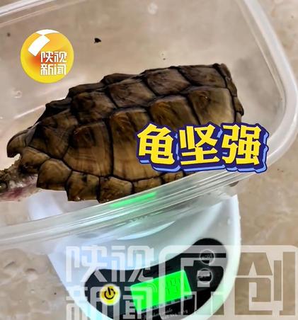 鳄龟被主人遗忘箱底1年瘦成皮包骨