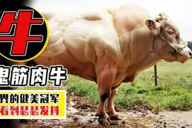 一天能长3斤肉的“牛王”，肌肉发达体壮如象，为何我国不...图片