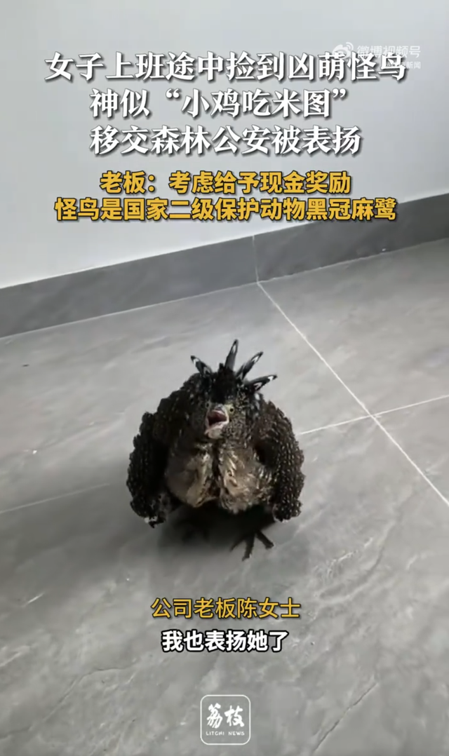 女子上班途中捡到怪鸟竟是保护动物