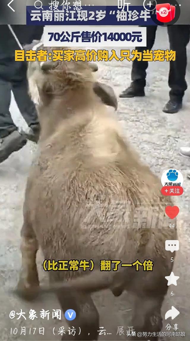 你会花高价买“袖珍牛”吗