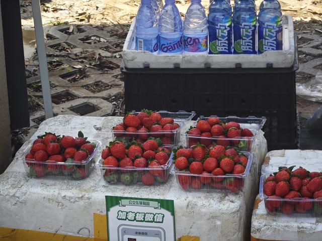 西丽湖绿道骑行随拍