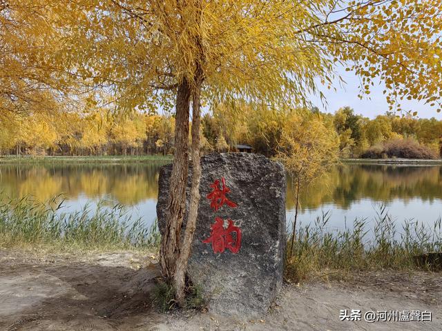 金塔胡杨林