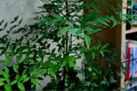 #爆料#你发现没有， 凡是能把花草养的很好的人， ...图片