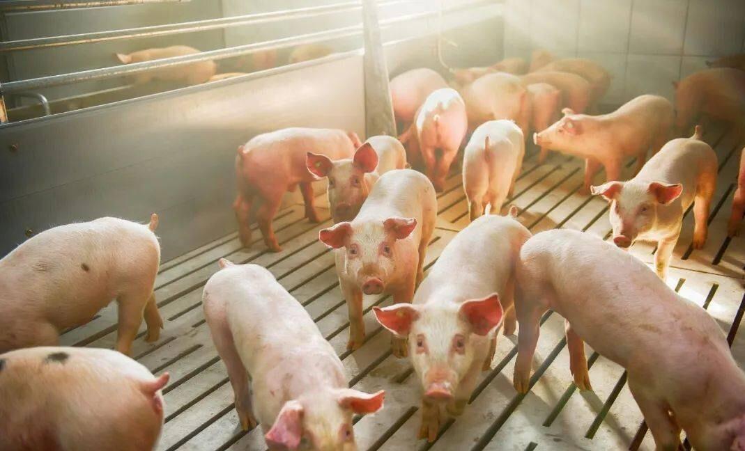 中国对欧盟猪肉反倾销税_欧盟猪肉倾销中国市场影响_2025年猪头批发价格行情查询