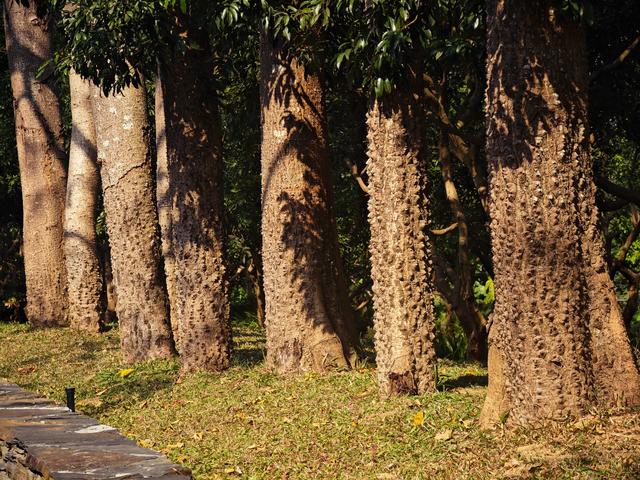 西丽湖绿道骑行随拍