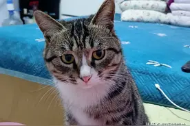 大年三十，我家的猫居然带着女朋友来吃饭，猫的爱情原来是这样滴图片