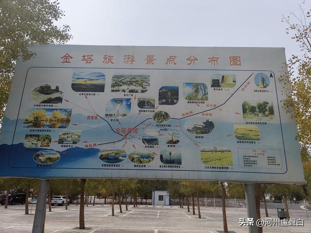 金塔胡杨林