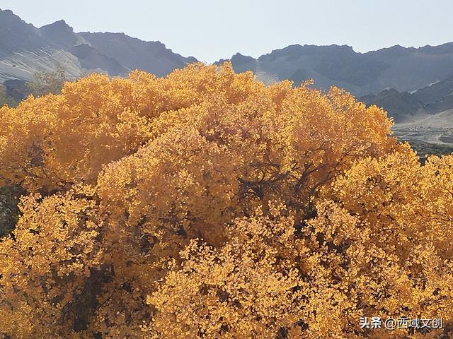 图说｜沙漠绿洲胡杨峡掠影