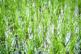 水稻的生育阶段有几个、孕穗到抽穗多少天？带你了解水稻的一生图片