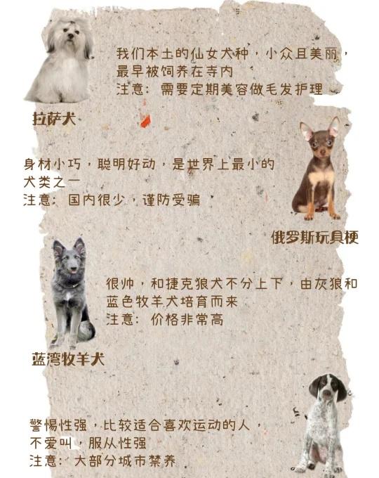 你家有小众宠物狗吗