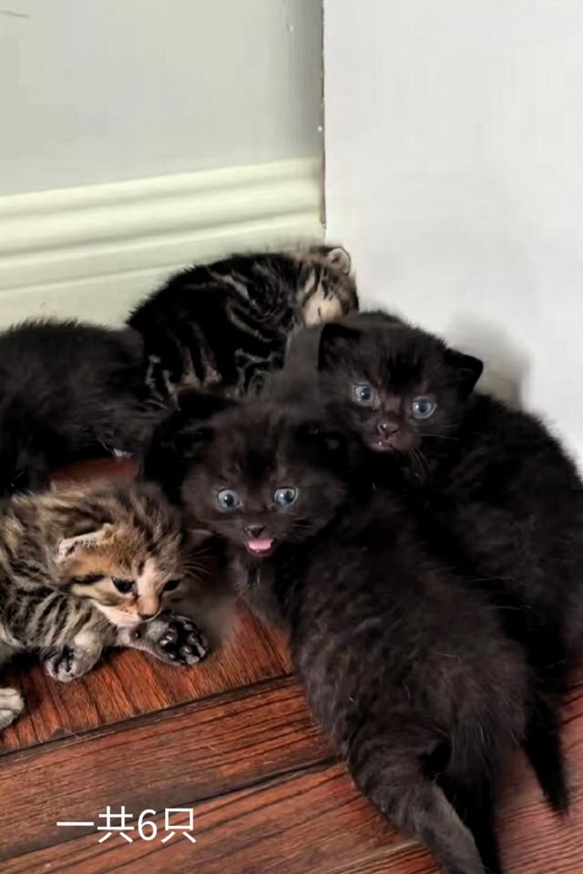 网友给猫起名能有多离谱