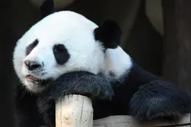 胖猫# #胖猫 谭竹# #你对所谓的“捞女”如何看待?图片