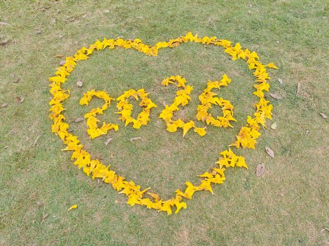 南宁江南公园黄花风铃木开啦！