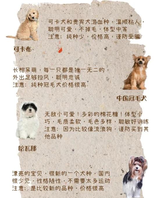 你家有小众宠物狗吗