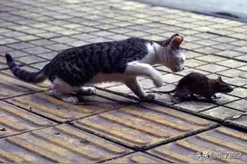 狗屁：“闹大了”！老鼠和猫打起来了?图片