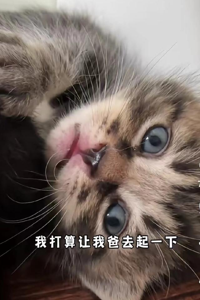 网友给猫起名能有多离谱