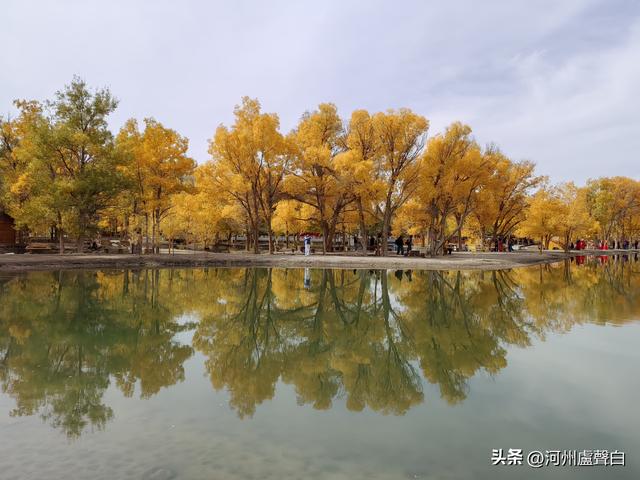 金塔胡杨林