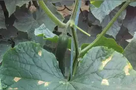 黄瓜霜霉病怎么防治？图片