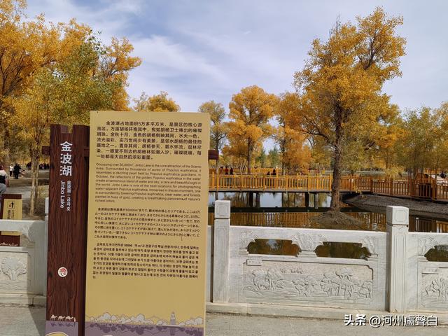 金塔胡杨林
