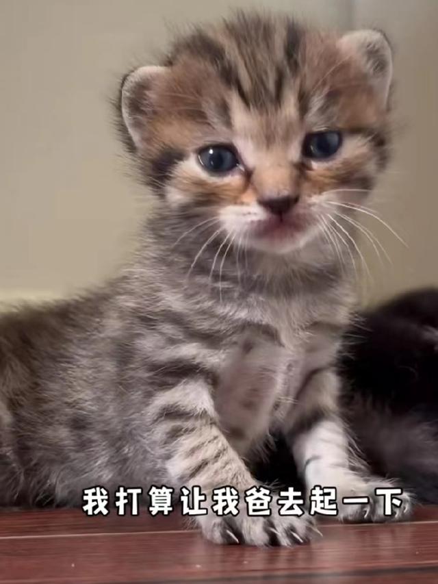 网友给猫起名能有多离谱