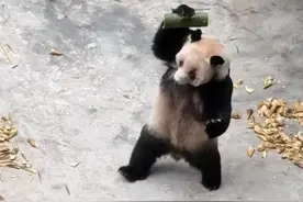 重庆动物园“站神”——大熊猫丁丁图片