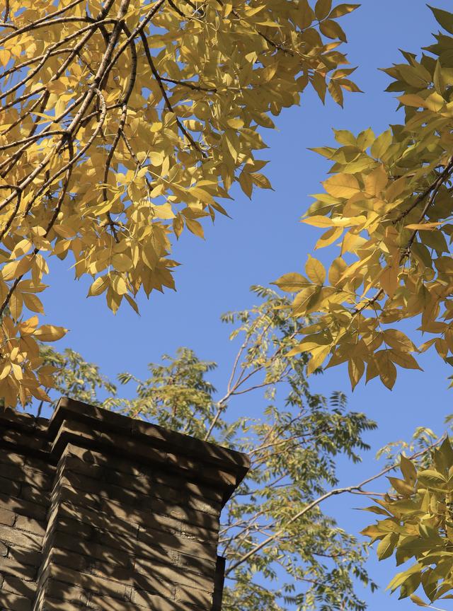 “北平之秋便是天堂” | 五四大街的金色浪漫！