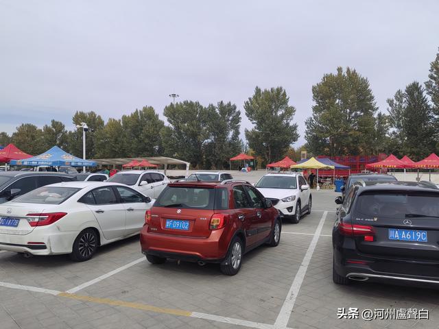 金塔胡杨林