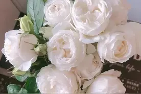推荐10款洁白如雪的白色月季，哪款是你的心头好图片