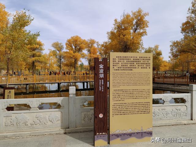 金塔胡杨林