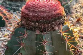 美图分享—漂亮的仙人球，十分的惊艳，大开眼界了！图片