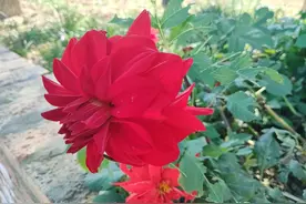 国家体育总局认可的15所本科体育院校，都有哪些？图片