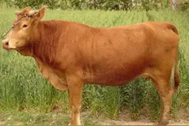 和尚跪在母牛面前喊“母亲”，母牛舔他的脸，主人感动把牛送他了图片