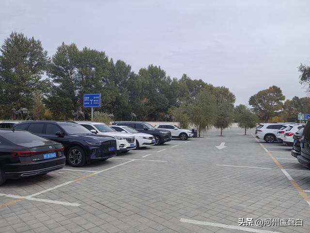 金塔胡杨林