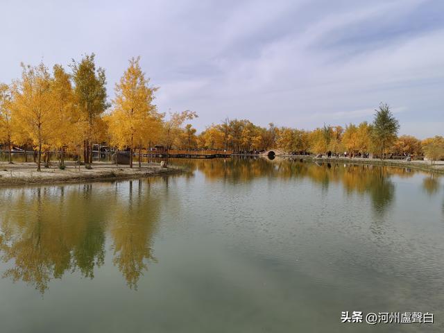 金塔胡杨林