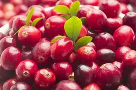 被美誉称为“北美红宝石”有独特的口感和天然高效的功效～蔓越莓图片